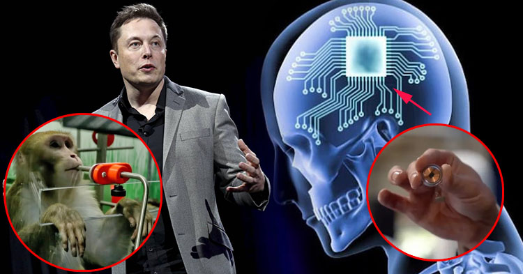  ក្រុម​ហ៊ុន Neuralink របស់ Elon Musk ត្រូវគេ​ស៊ើប​អង្កេតភ្លាមៗ ក្រោយ​ធ្វើឱ្យសត្វ ១៥០០ ក្បាល ឈឺចាប់រហូតអស់ជីវិត
