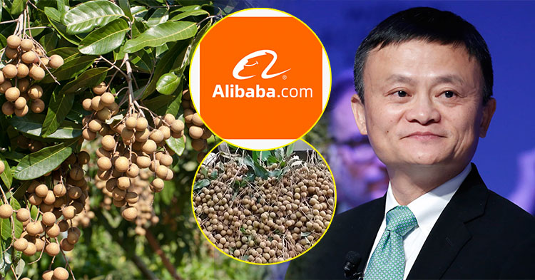  ត្រឹម ៣ ថ្ងៃ ផ្លែមៀនខ្មែរ លក់បានរហូតដល់ ១៨ តោន នៅលើក្រុមហ៊ុន Alibaba