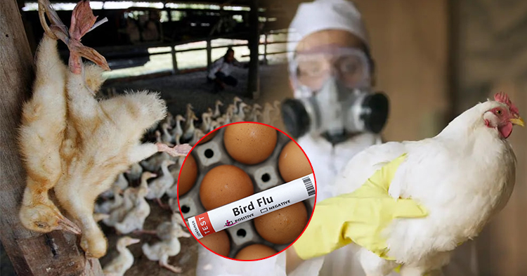  វៀតណាម ប្រកាសចាត់វិធានការទប់ស្កាត់ជំងឺផ្ដាសាយបក្សី H5N1 ក្រោយមានករណីស្ល-ា.ប់លើកដំបូងនៅកម្ពុជា